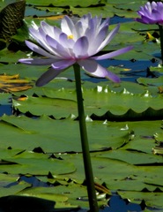 Nymphaea gigantea