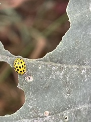 Psyllobora vigintiduopunctata