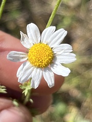 Anthemis cotula