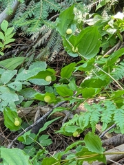 Prosartes trachycarpa