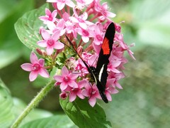 Heliconius