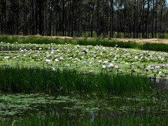 Nymphaea gigantea