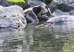 Histrionicus histrionicus