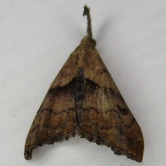 Palthis angulalis
