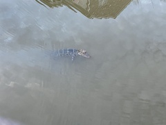 Alligator mississippiensis