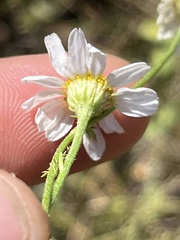 Anthemis cotula