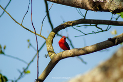 Pyrocephalus rubinus