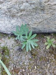 Viola milanae