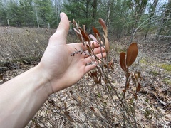 Chamaedaphne calyculata