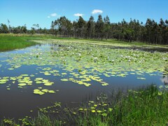 Nymphaea gigantea