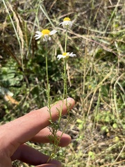 Anthemis cotula