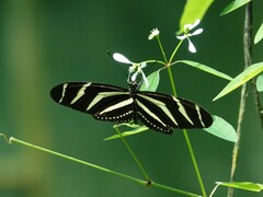 Heliconius charithonia
