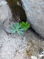 Viola milanae