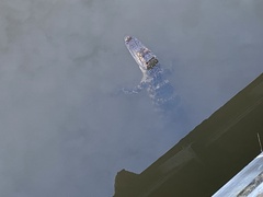 Alligator mississippiensis