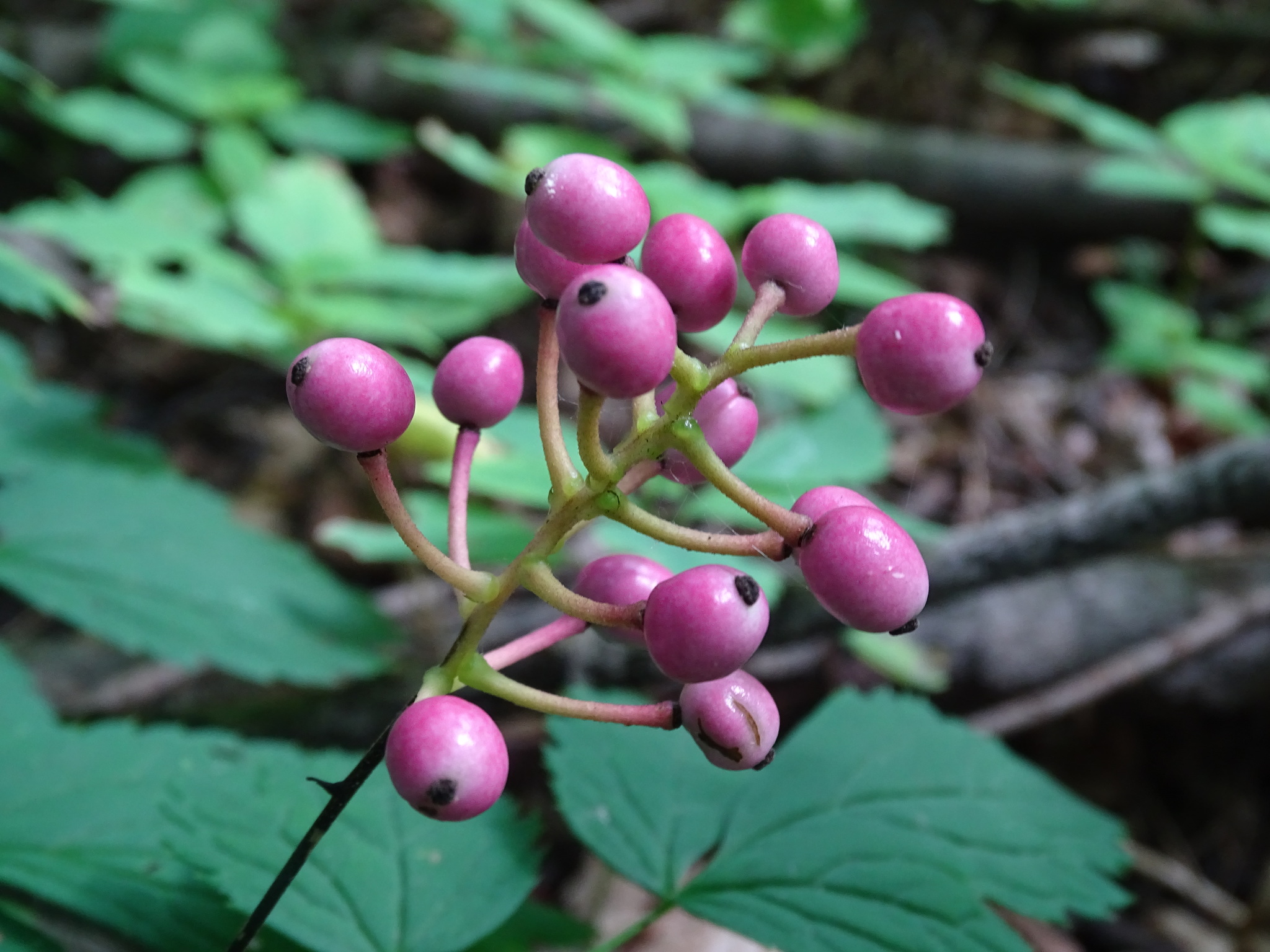 Actaea X ludovicii