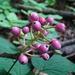 Actaea × ludovicii - Photo no hay derechos reservados, subido por Reuven Martin