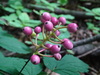 Louis's Baneberry - Photo no rights reserved, uploaded by Reuven Martin