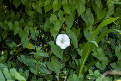 Calystegia