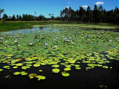 Nymphaea gigantea