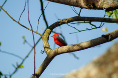 Pyrocephalus rubinus