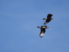 Caracara plancus