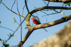 Pyrocephalus rubinus