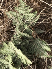 Dryopteris arguta