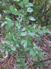 Ruscus aculeatus