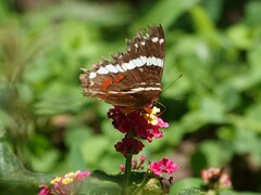Anartia fatima
