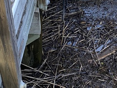 Alligator mississippiensis