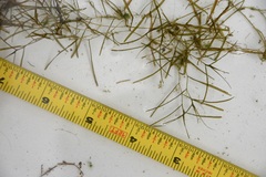 Potamogeton pusillus