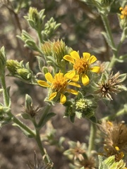 Heterotheca sessiliflora echioides