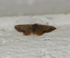 Idaea kendallaria