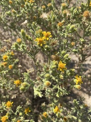 Heterotheca sessiliflora echioides