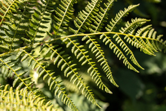 Athyrium
