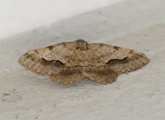 Frederickia s-signata