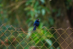 Tachyphonus coronatus