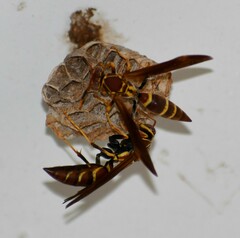 Polistes instabilis