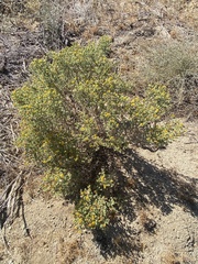 Heterotheca sessiliflora echioides