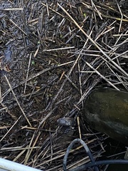 Alligator mississippiensis