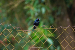 Tachyphonus coronatus