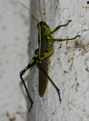 Schistocerca obscura