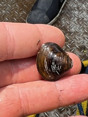 Corbicula fluminea