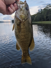 Micropterus dolomieu