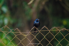 Tachyphonus coronatus