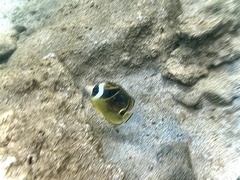 Chaetodon lunula