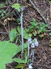 Monotropa uniflora