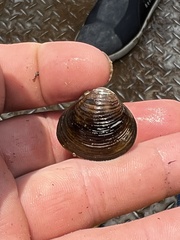 Corbicula fluminea