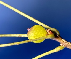 Amphibolips