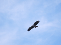 Rostrhamus sociabilis